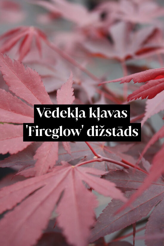 Vēdekļa kļavas 'Fireglow' dižstāds - miniatūrs koks, 2 dažādi izmēri